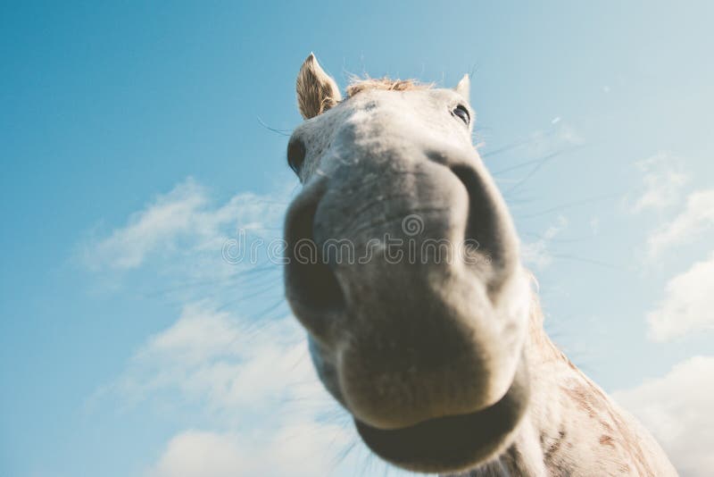 Animales domésticos divertidos del selfie del retrato del caballo blanco fotos de archivo Animales domésticos divertidos del selfie del retrato del caballo blanco fotos de archivo
