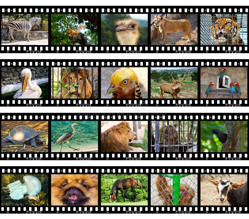 Animals in frames of film (my photos) isolated on white background. Animals in frames of film (my photos) isolated on white background