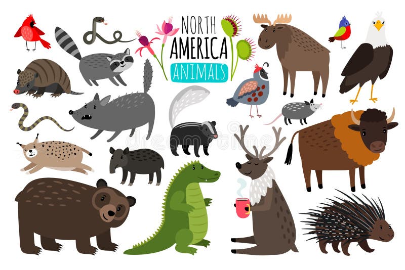Animales norteamericanos Gráficos animales de Norteamérica, bisonte y mofeta americana, alces lindos y lince libre illustration Animales norteamericanos Gráficos animales de Norteamérica, bisonte y mofeta americana, alces lindos y lince libre illustration
