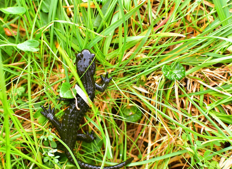 Animali criticamente pericolosi alpini della salamandra immagine stock libera da diritti Animali criticamente pericolosi alpini della salamandra immagine stock libera da diritti