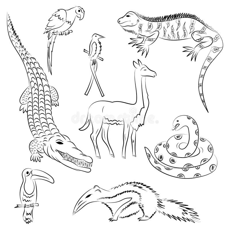 Animali Disegnati A Mano Del Sudamerica Disegni Di Scarabocchio Dell Iguana Coccodrillo Ara Del Pappagallo Tucano Colibri An Illustrazione Vettoriale Illustrazione Di Africa Accumulazione