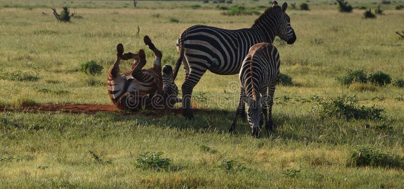 Animali divertenti, zebre libere felici sulla savanna fotografia stock libera da diritti Animali divertenti, zebre libere felici sulla savanna fotografia stock libera da diritti