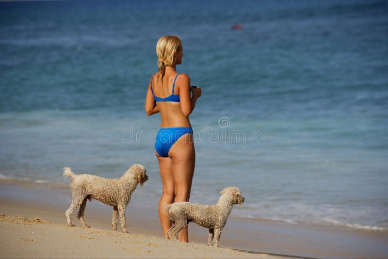 Animali domestici immagine stock libera da diritti Animali domestici immagine stock libera da diritti