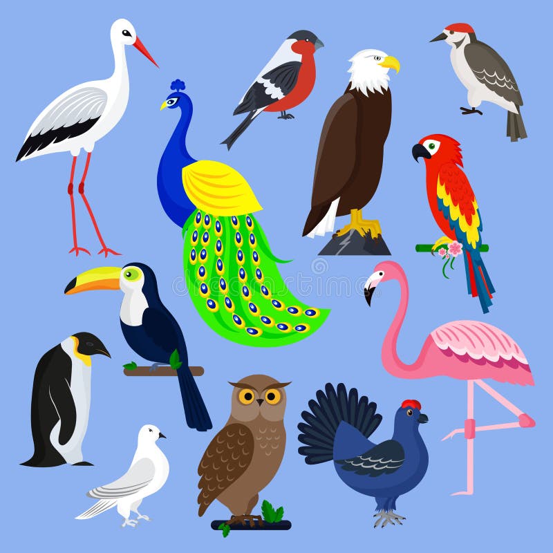 Animali domestici tropicali della piuma di vettore della raccolta di specie dell'uccello dell'illustrazione dell'animale selvatic royalty illustrazione gratis Animali domestici tropicali della piuma di vettore della raccolta di specie dell'uccello dell'illustrazione dell'animale selvatic royalty illustrazione gratis