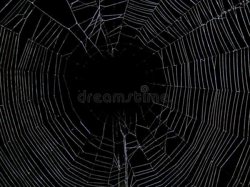 Animali - ragno e Web