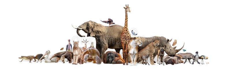 Animali selvaggi dello zoo sull'insegna bianca di web