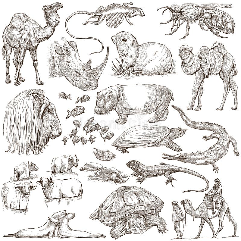 Animals Around the World. Freehand Sketches, Pack Stock Illustration ...