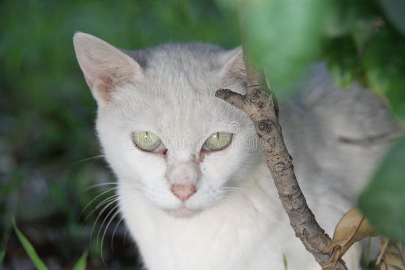White cat stock image. Image of summer, cats, white 117307065