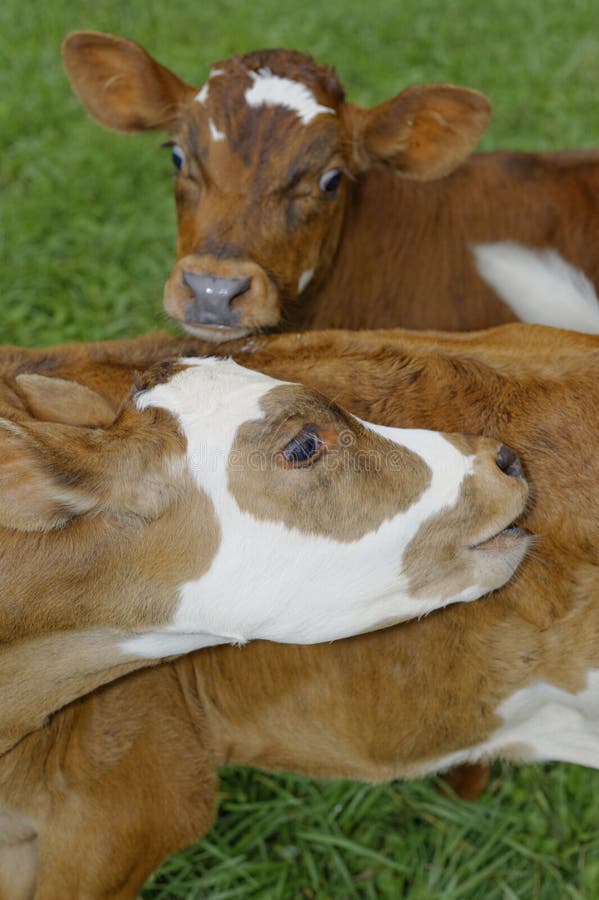 Animals (calf) stock image. Image of ranch, calf, bovine 35136077