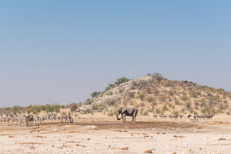 Animals at Dolomite waterhole with the Rest Camp behind. ETOSHA NATIONAL PARK, NAMIBIA - JUNE 27, 2017: An african elephant, Burchells zebras, blue wildebeest stock photography Animals at Dolomite waterhole with the Rest Camp behind. ETOSHA NATIONAL PARK, NAMIBIA - JUNE 27, 2017: An african elephant, Burchells zebras, blue wildebeest stock photography
