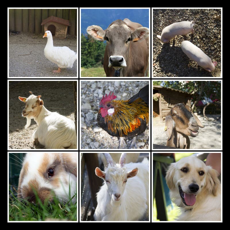 Animals farm collage