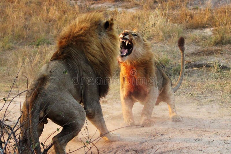 Animals Fighting , Just Vist Wild Life Stock Image - Image of lioness, close: 106272147 Animals Fighting , Just Vist Wild Life Stock Image - Image of lioness, close: 106272147