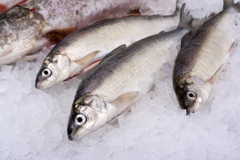 Animals, fishes stock photo Animals, fishes stock photo