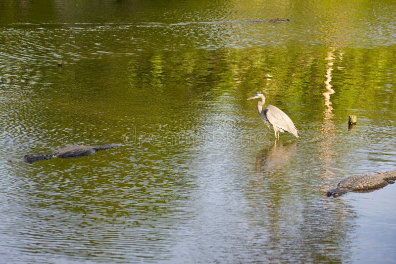 Animals In Florida Swamp Stock Photos Image 12166773