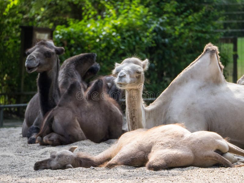 Animals in a german zoo stock photo. Image of monkey 121974482