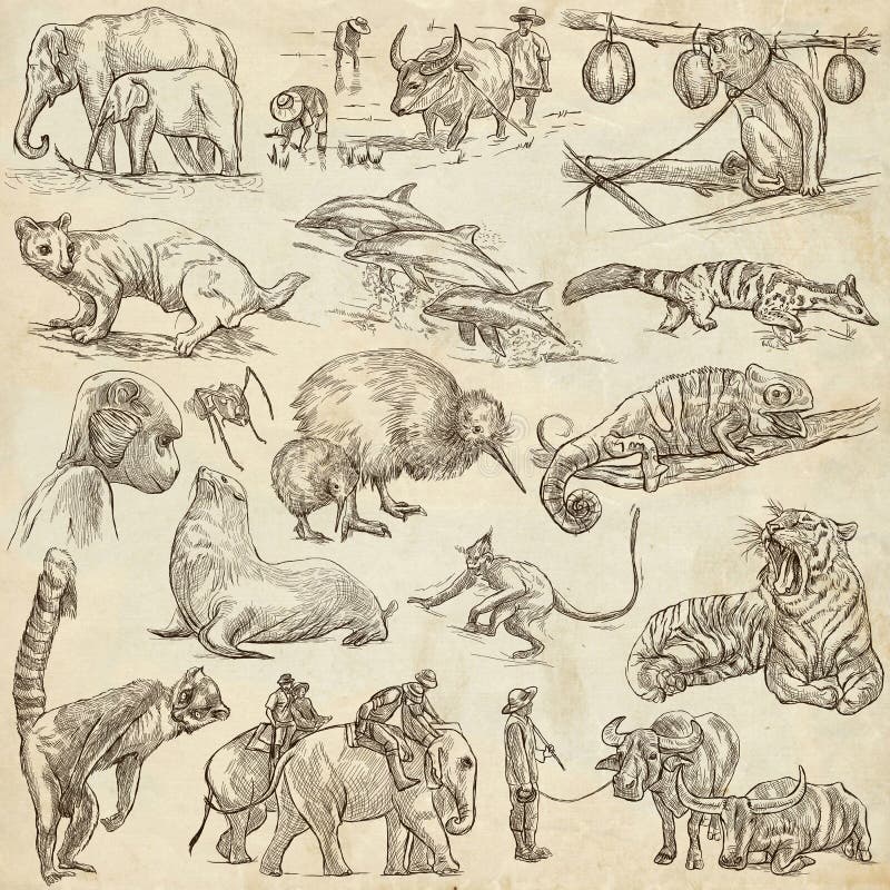 Animals - an Hand Drawn, Full Sized, Illustrations on Paper. Stock Illustration - Illustration of sketch, animals: 84721021 Animals - an Hand Drawn, Full Sized, Illustrations on Paper. Stock Illustration - Illustration of sketch, animals: 84721021