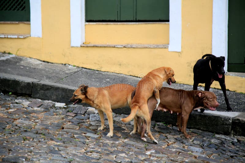 Girls have sex with dog in Salvador