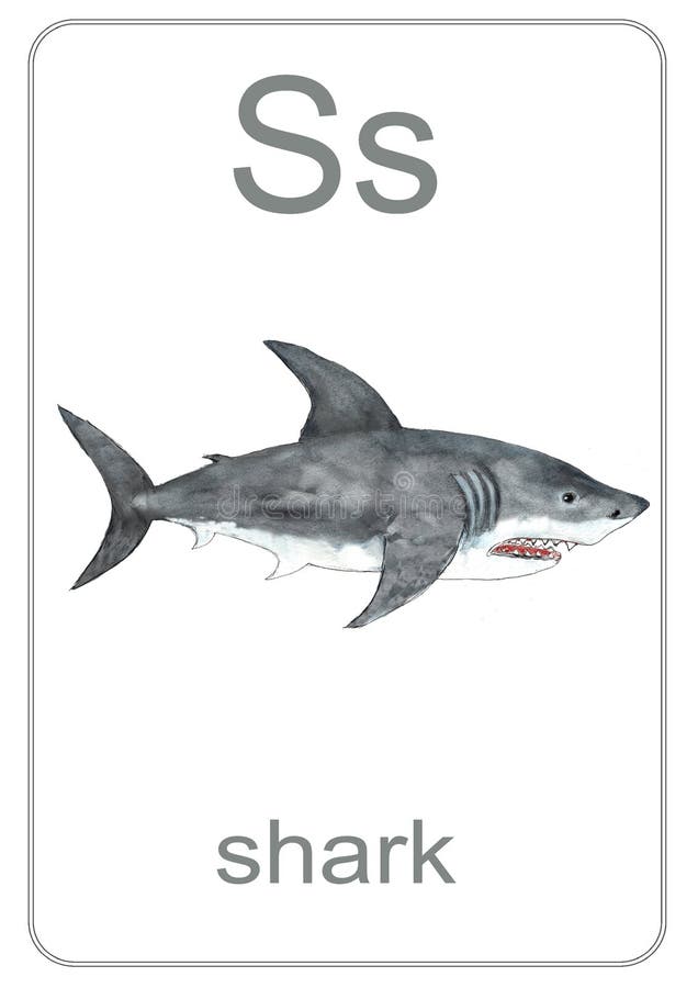 Shark Flashcard Stock Illustrations – 47 Shark Flashcard Stock