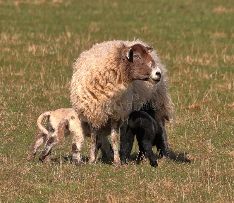 Animals Lambs and Ewe stock image. Image of rural 243791797