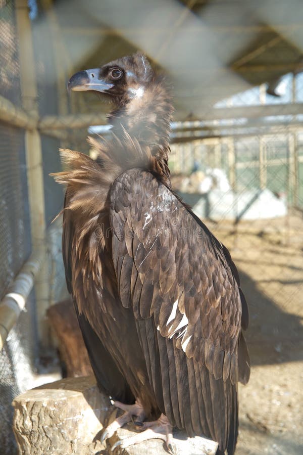Caged Eagle. Animal Rights and Birds in Captivity. Freedom of Wildlife.  Prison. Environmental Protection Concept Stock Photo - Image of beautiful,  animal: 215258174