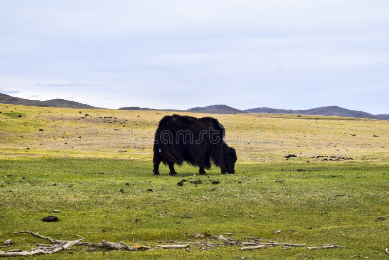 Animals in Mongolia stock image. Image of sunrise, increddible - 129419089