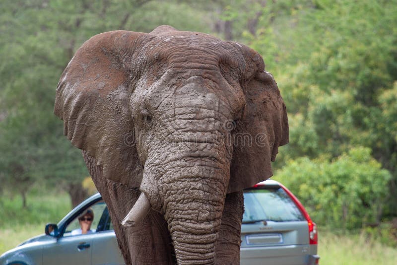 African elephant mamal animals in the national park kruger south africa royalty free stock image African elephant mamal animals in the national park kruger south africa royalty free stock image