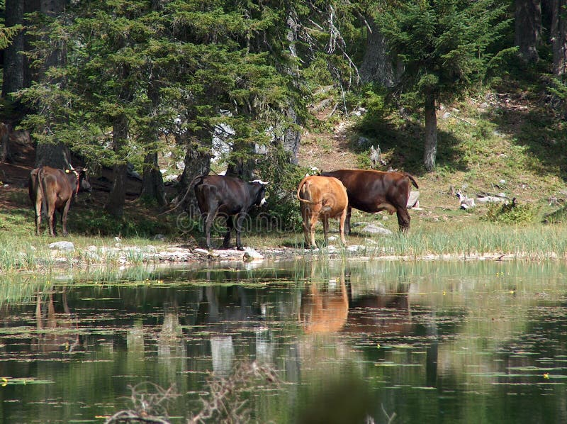 Animals near lake stock photo. Image of glade, pause - 13037906