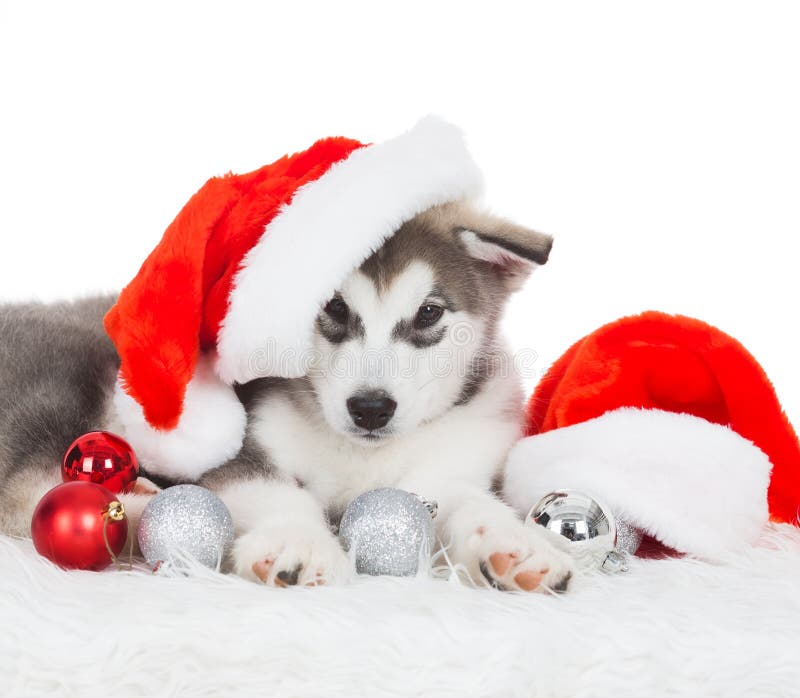 Animals. One puppy Husky white isolated, Christmas hat, tree toy royalty free stock images Animals. One puppy Husky white isolated, Christmas hat, tree toy royalty free stock images