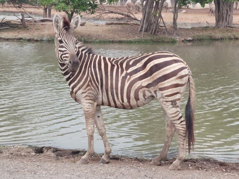 Animals Safari Outside Outdoors Travel Stock Image Image of outside