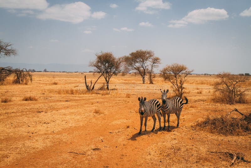 Animals on Safari in Tanzania Stock Image - Image of agriculture, abstract:  142810959