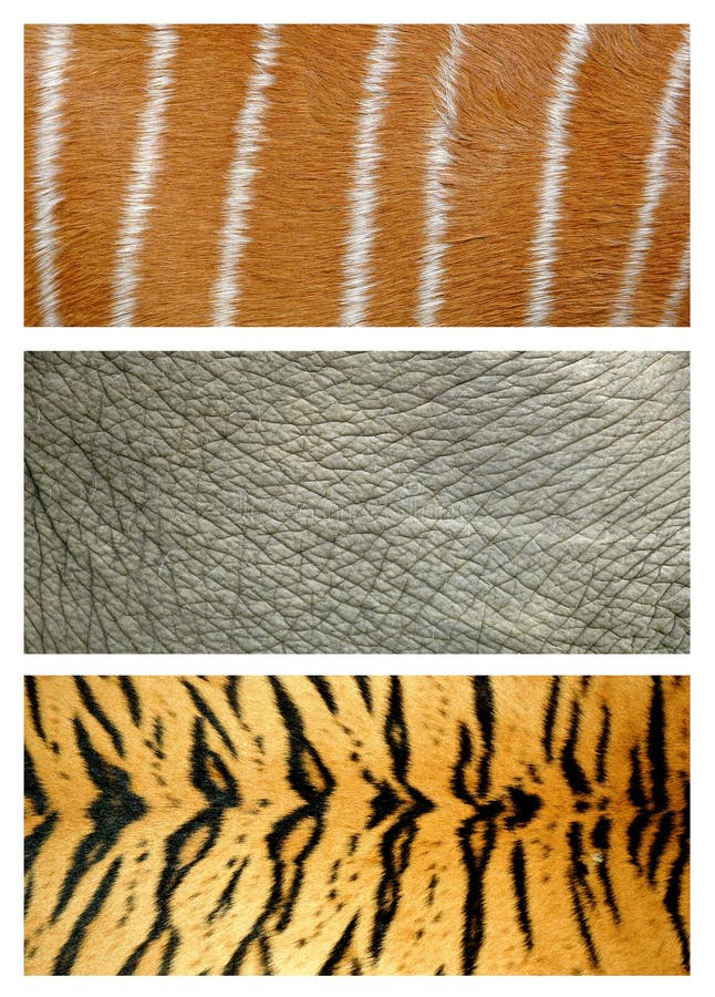 Animals skin