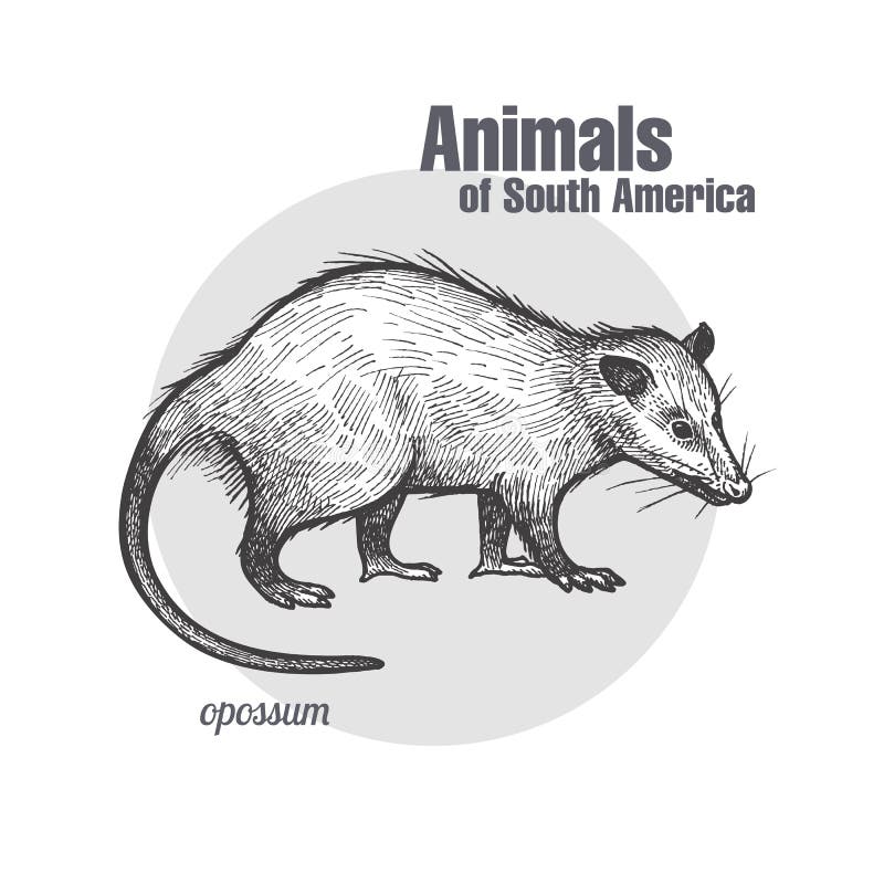 Animals of South America Opossum.