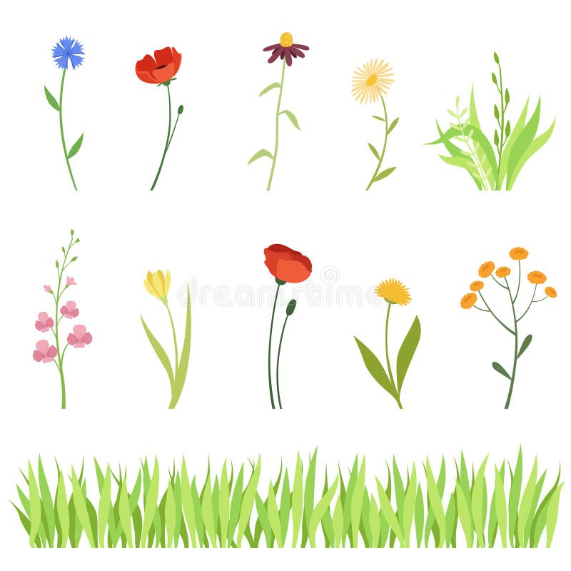 Set of meadow and garden herbs and flowers and a horizontal background of grass royalty free illustration Set of meadow and garden herbs and flowers and a horizontal background of grass royalty free illustration