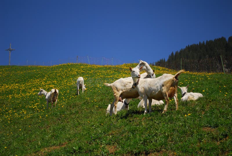 Animals in Switzerland during Spring Stock Photo - Image of camera, blue: 161693432 Animals in Switzerland during Spring Stock Photo - Image of camera, blue: 161693432