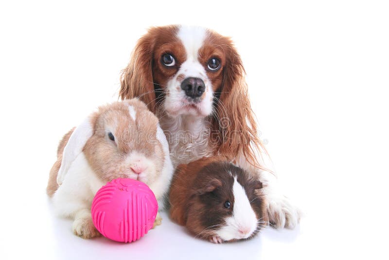 79,317 Animal Friends Stock Photos - Free & Royalty-Free Stock Photos from Dreamstime 79,317 Animal Friends Stock Photos - Free & Royalty-Free Stock Photos from Dreamstime