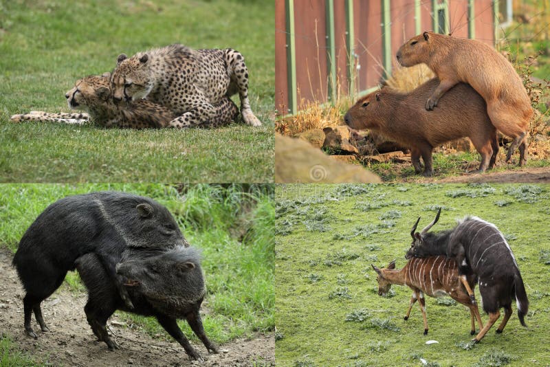 Animals in zoo stock image. Image of nyala, mate, collared - 25260703
