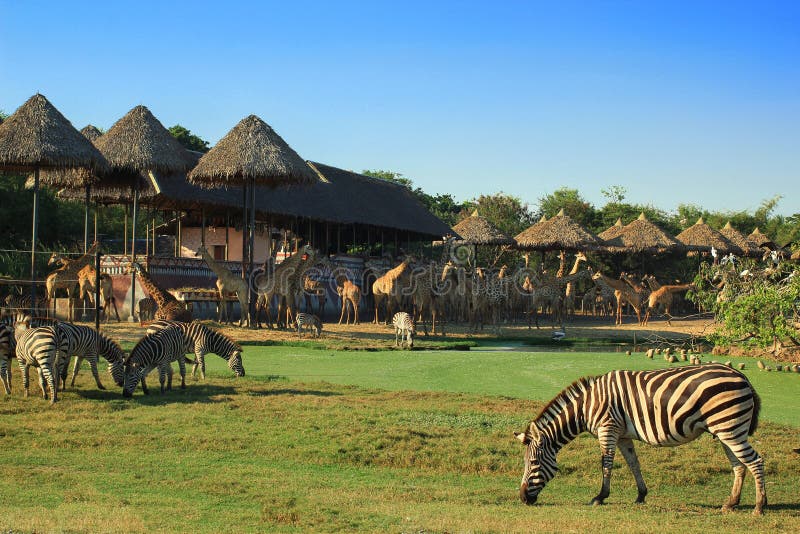 Animals in zoo stock photo