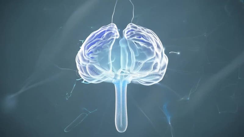 Animation 3d d'un cerveau humain montrant sa structure et ses fonctions avec des effets de lumière et des connexions. illustration de vecteur