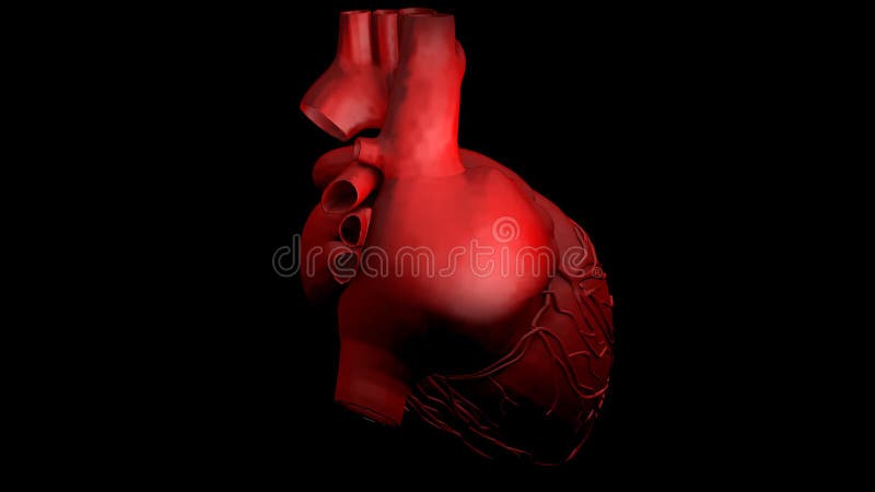 Animation of a Human Heart Gyrating on Black Background Stock Footage -  Video of cardiogram, animation: 80277976