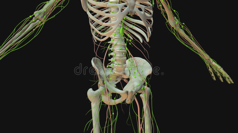 Animation of the Human Lymphatic System Anatomy Stock Illustration ... Biology Diagrams
