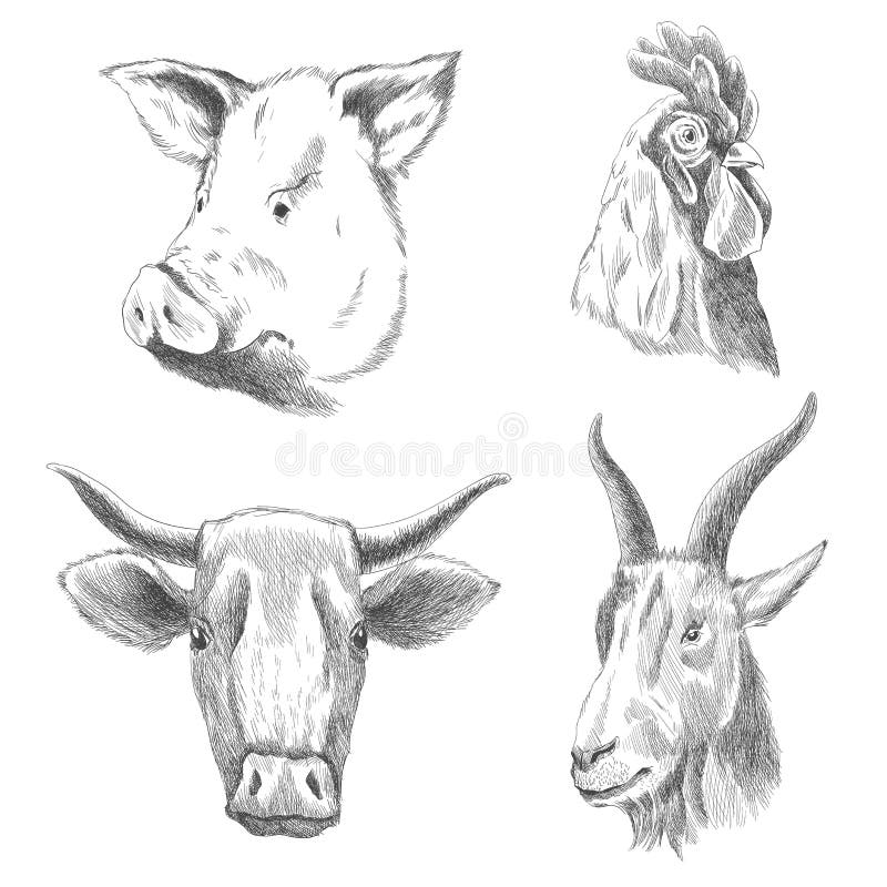 Hand drawn animals. Farm livestock animals. Vintage vector engraving illustrations for poster or web. Hand drawn pig, cock, cow and goat sketch in a graphic style. Hand drawn animals. Farm livestock animals. Vintage vector engraving illustrations for poster or web. Hand drawn pig, cock, cow and goat sketch in a graphic style.