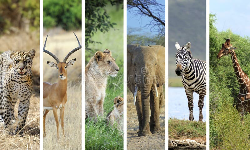 animaux africains photographie stock animaux africains photographie stock