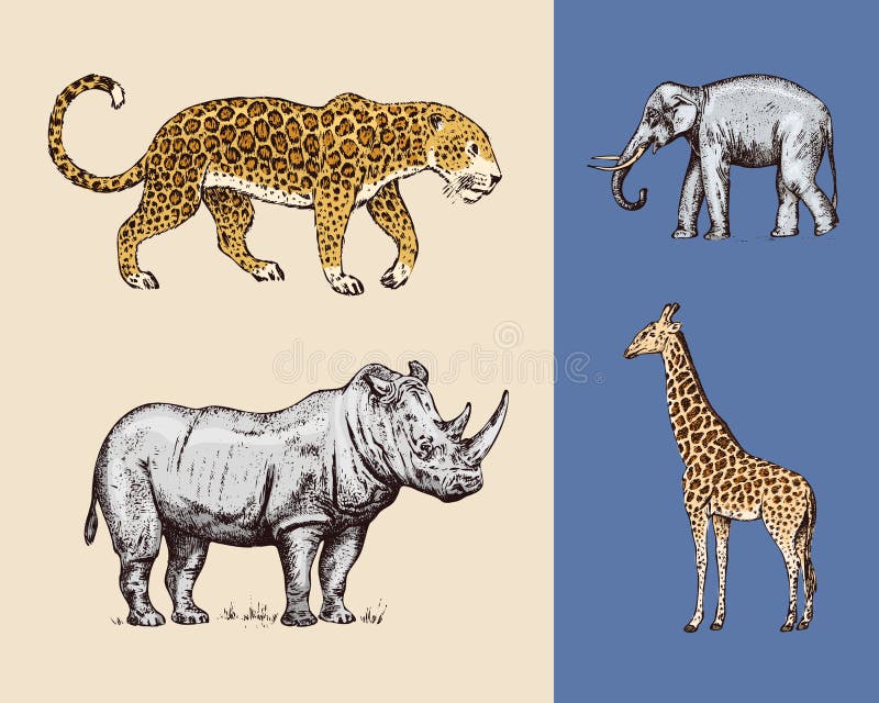 animaux africains Léopard de girafe d'éléphant de rhinocéros Vieux croquis monochrome grav? de safari de cru tir? par la main Vec illustration libre de droits animaux africains Léopard de girafe d'éléphant de rhinocéros Vieux croquis monochrome grav? de safari de cru tir? par la main Vec illustration libre de droits