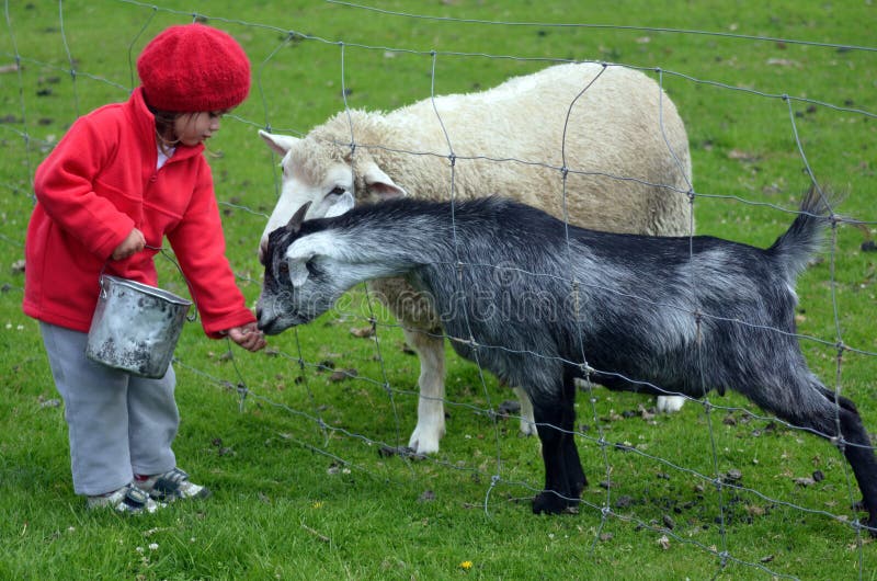 Animaux d'alimentation de petite fille photo libre de droits Animaux d'alimentation de petite fille photo libre de droits