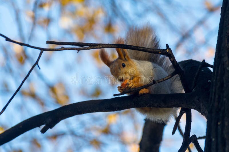 Animaux d'hiver : écureuil rouge, manteau gris d'hiver, mangeant sur une branche d'arbre photo stock Animaux d'hiver : écureuil rouge, manteau gris d'hiver, mangeant sur une branche d'arbre photo stock
