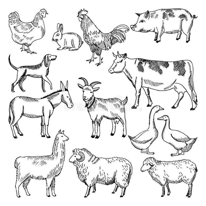 Animaux de ferme de vintage Agriculture du style dessiné d'illustration à disposition illustration de vecteur Animaux de ferme de vintage Agriculture du style dessiné d'illustration à disposition illustration de vecteur