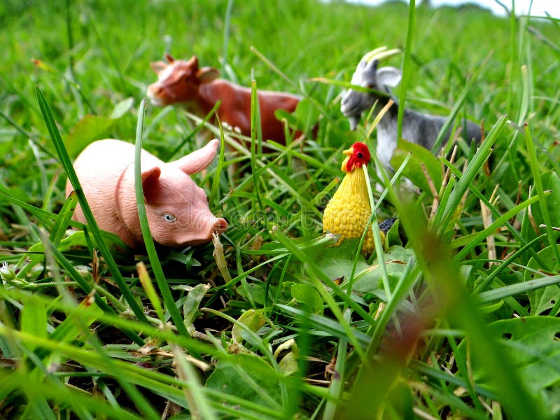 Animaux De Ferme Miniatures De Jouet Dans L'herbe Image stock - Image du  fermier, créateur: 41614025