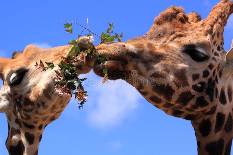 Animaux drôles de giraffes mangeant ensemble Animaux drôles de giraffes mangeant ensemble