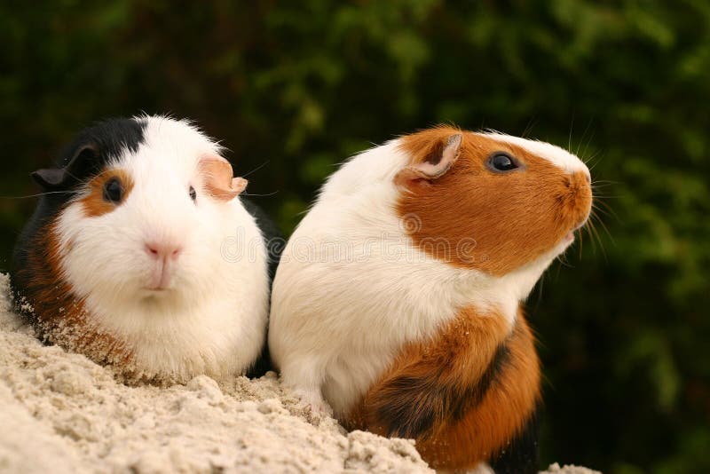 Animaux familiers curieux Animaux familiers curieux