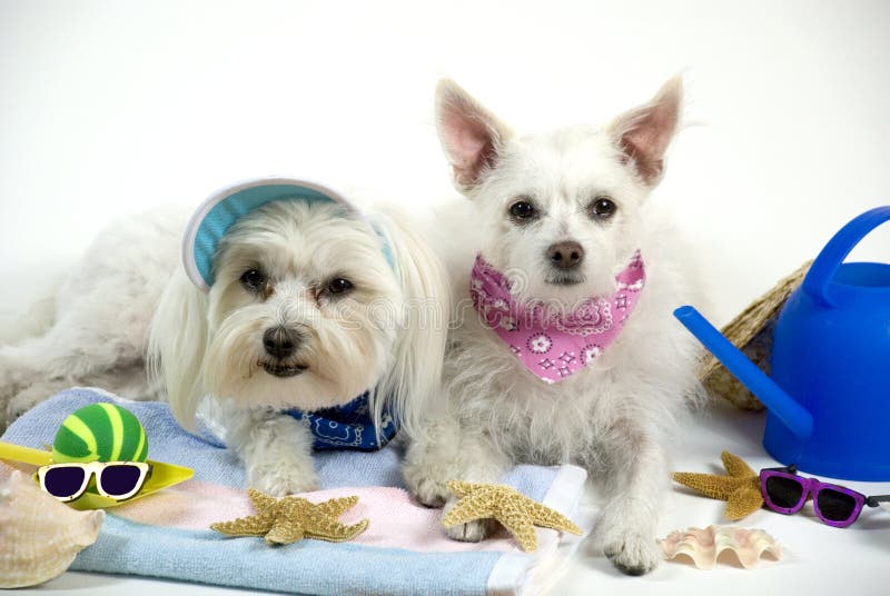 Animaux familiers des vacances photographie stock Animaux familiers des vacances photographie stock